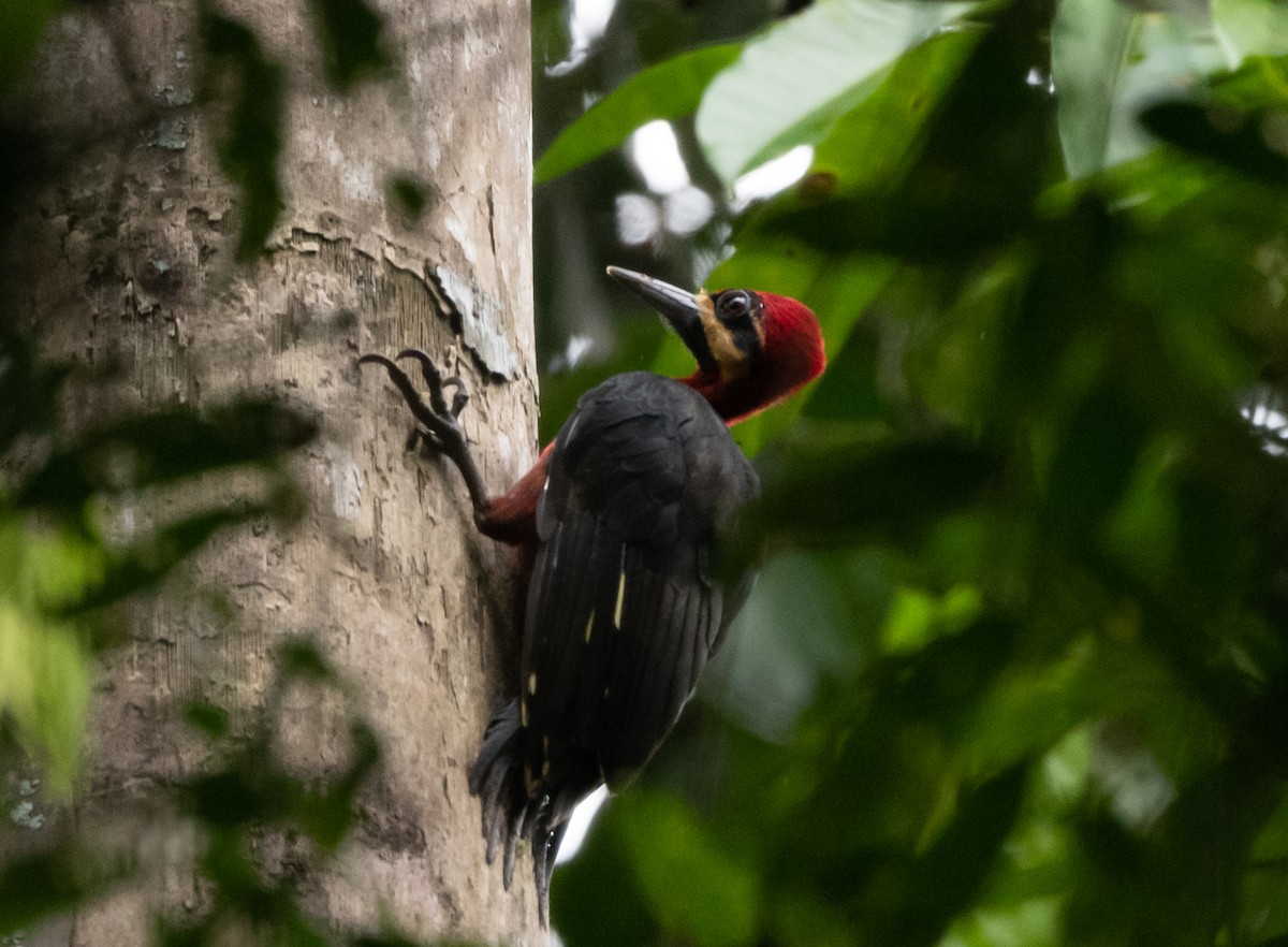Crimson-bellied Woodpecker (Splendid) - ML270243261