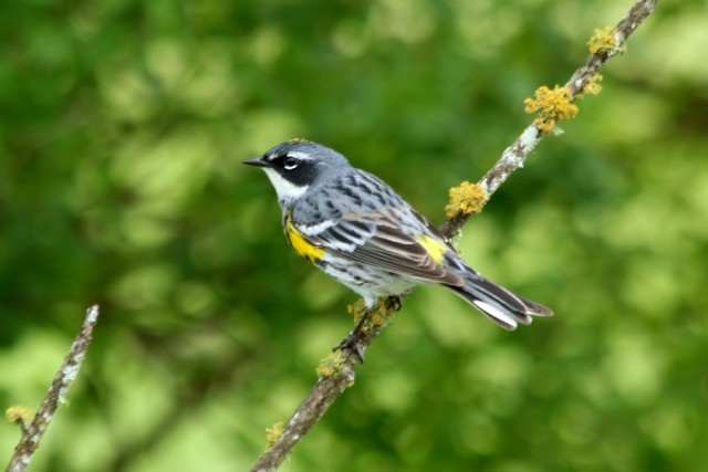 Yellow-rumped Warbler (Myrtle) - John Trent