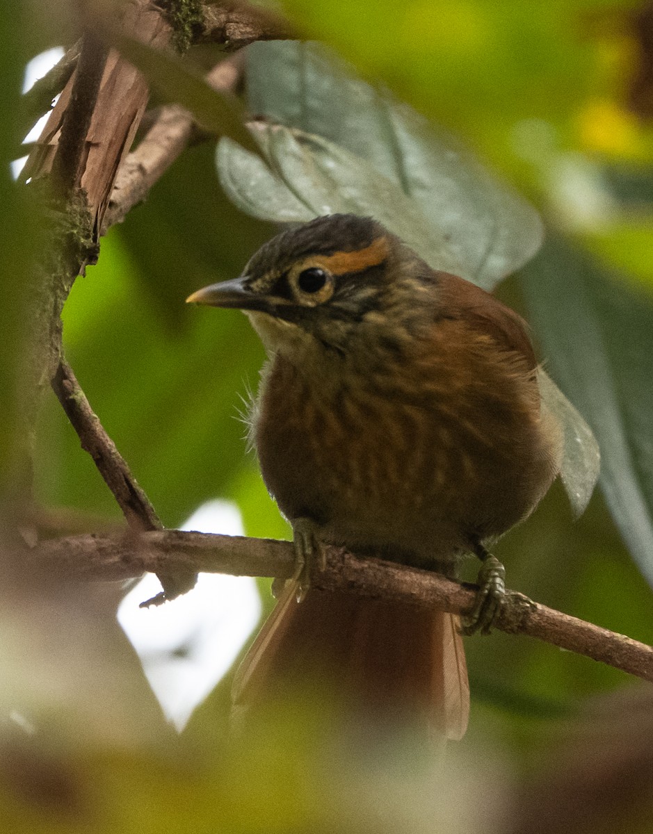 Scaly-throated Foliage-gleaner - John Sterling