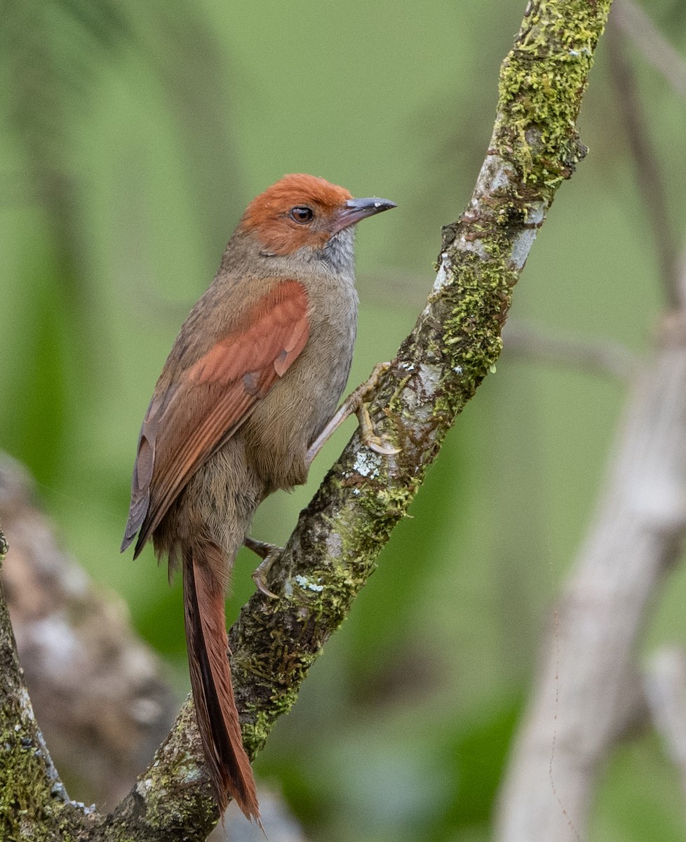 Red-faced Spinetail - ML270248421