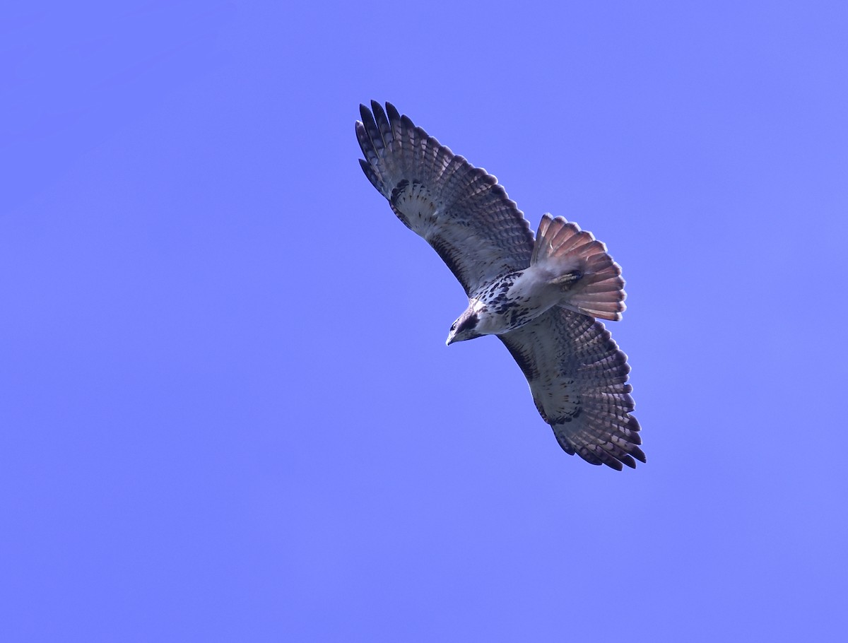 eBird Checklist 10 Oct 2020 Barr Hammock PreserveWoodland Trails