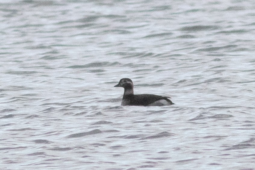 Long-tailed Duck - ML270250871