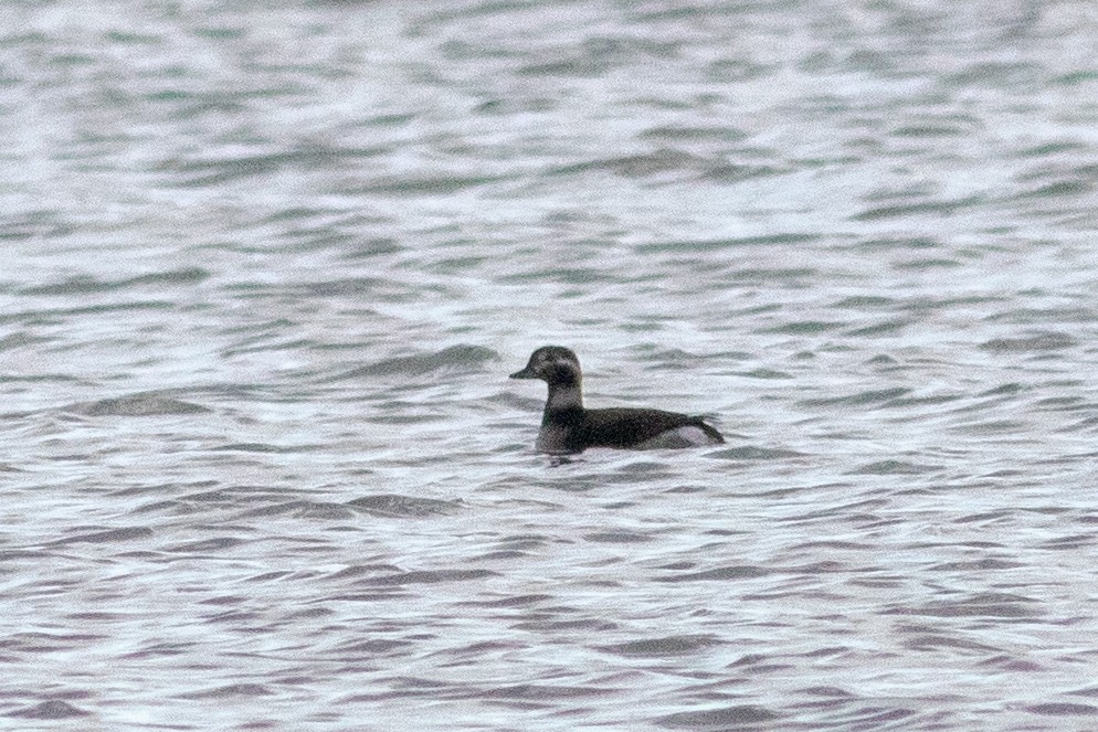 Long-tailed Duck - ML270250881