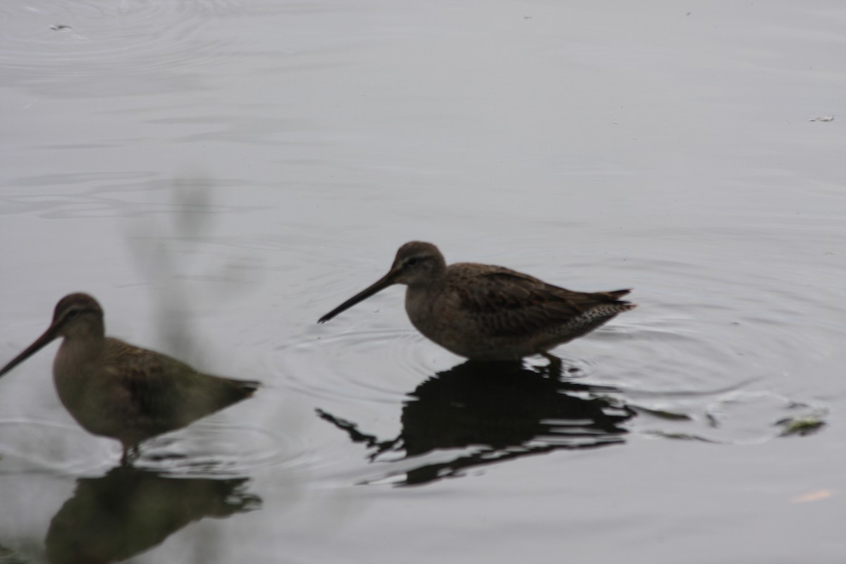 Long-billed Dowitcher - ML270251781