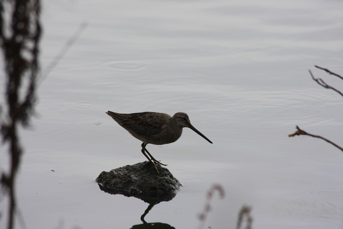 Long-billed Dowitcher - ML270251811