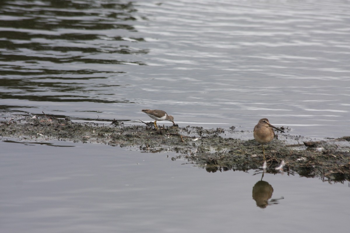 Spotted Sandpiper - Michael Long