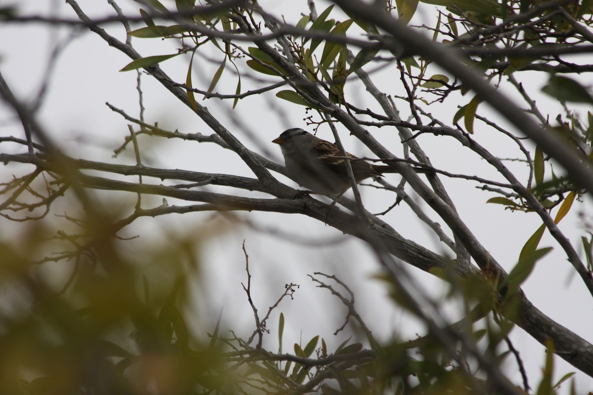 White-crowned Sparrow - ML270253311
