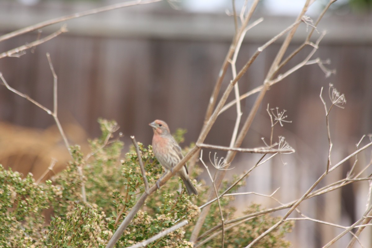 House Finch (Common) - ML270253591