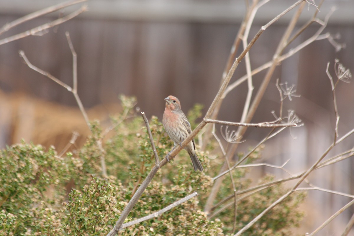 House Finch (Common) - ML270253641