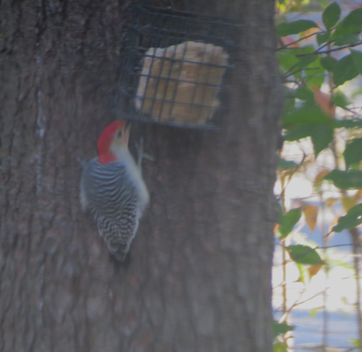 Red-bellied Woodpecker - ML270253831