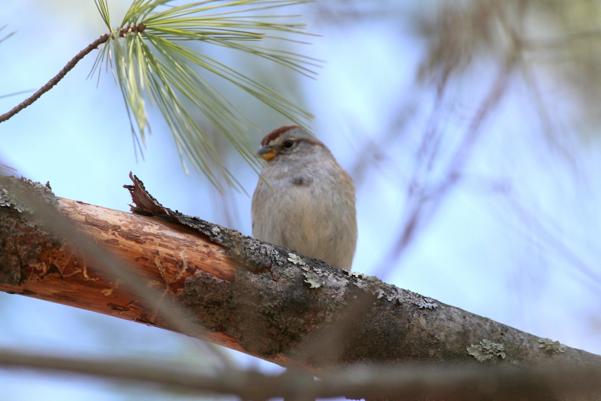 American Tree Sparrow - ML27025601