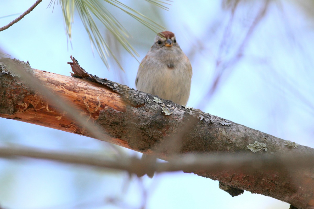American Tree Sparrow - ML27025611