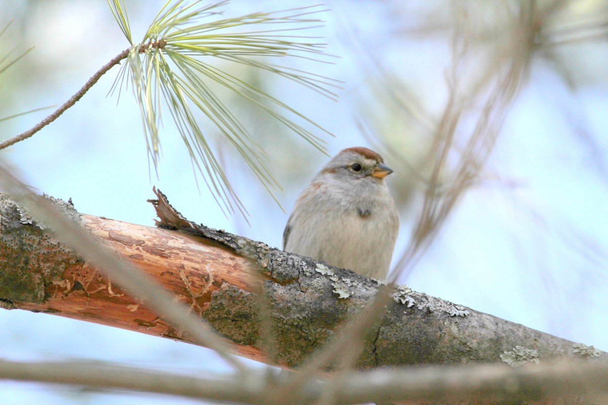 American Tree Sparrow - ML27025621
