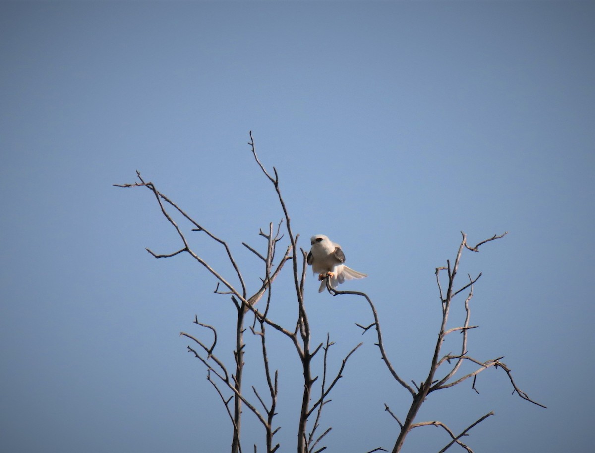 White-tailed Kite - ML270256271