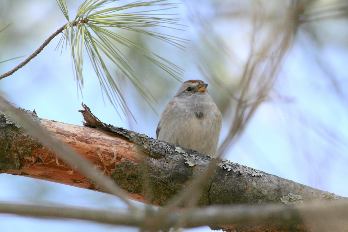 American Tree Sparrow - ML27025631