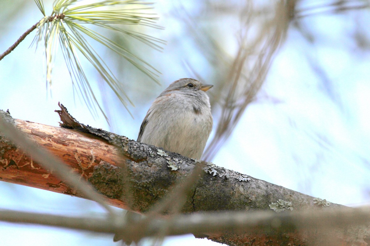 American Tree Sparrow - ML27025641