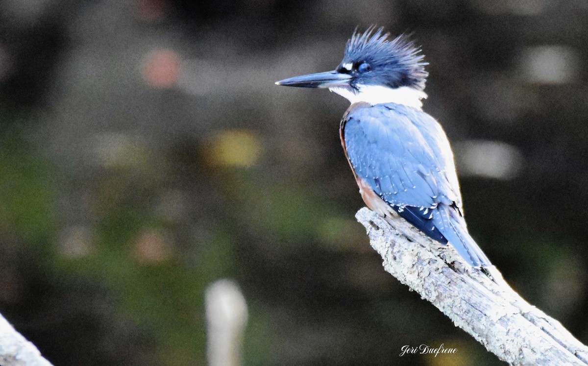 Belted Kingfisher - Jerilyn Duefrene