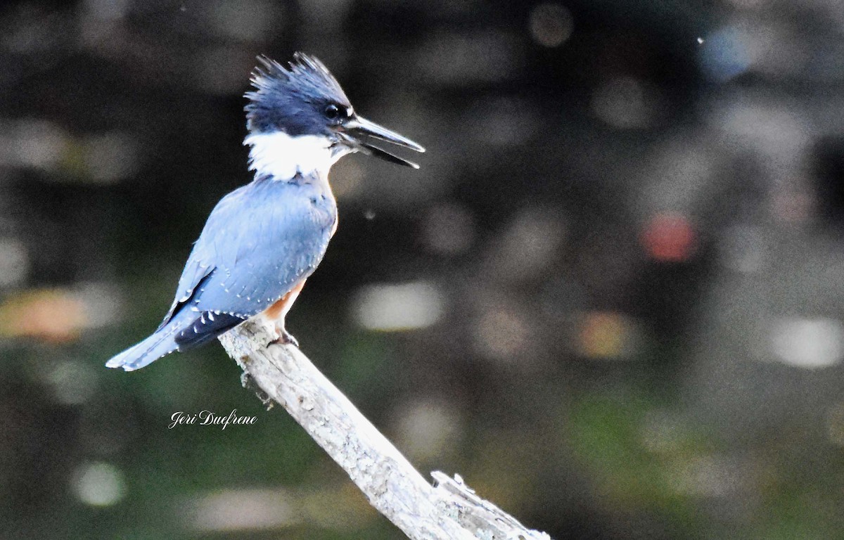 Belted Kingfisher - ML270256511