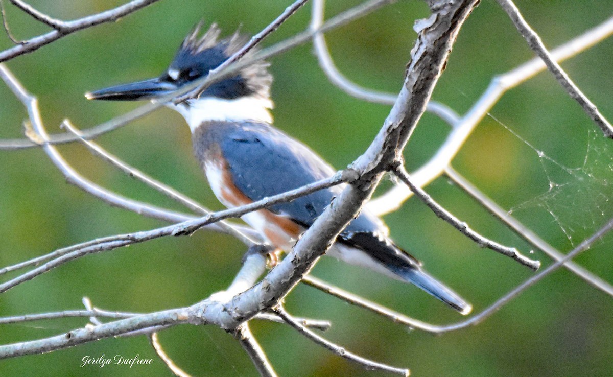 Belted Kingfisher - ML270256531