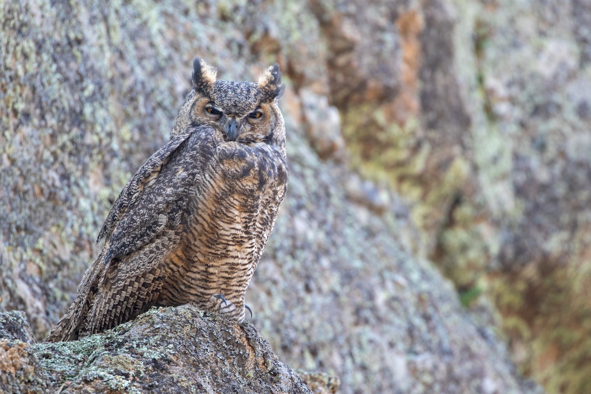 Great Horned Owl - Charles Robshaw