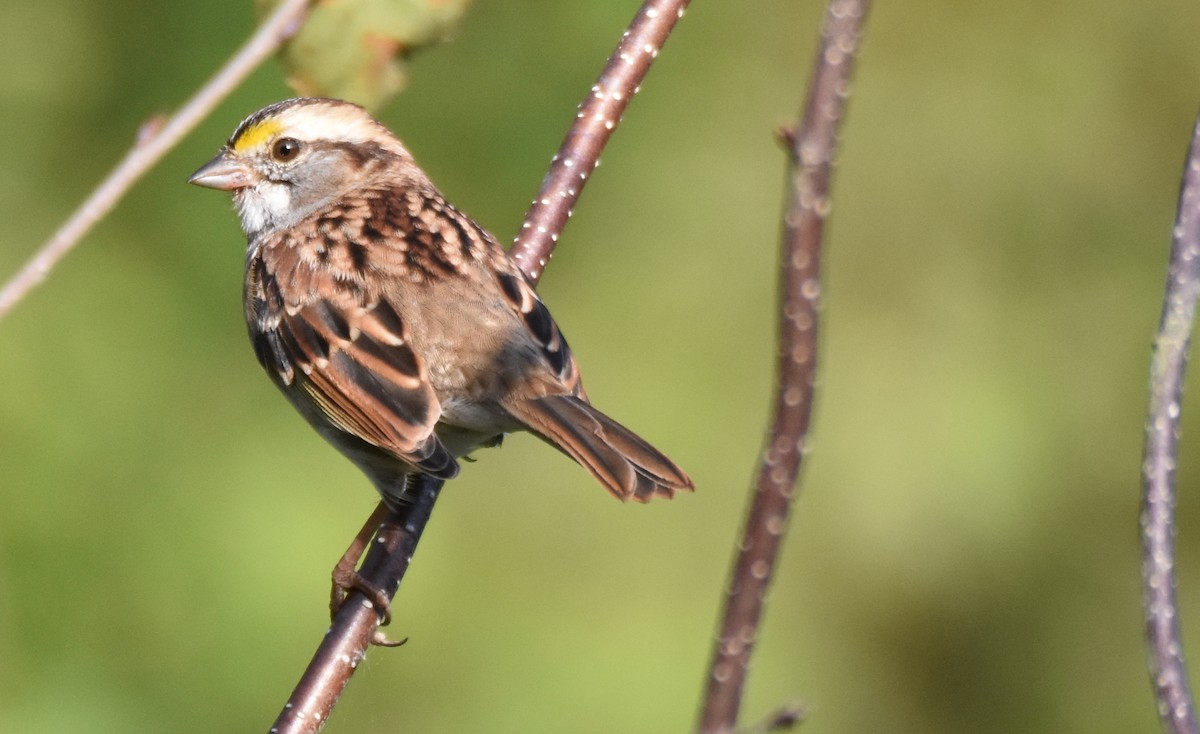 White-throated Sparrow - ML270258001