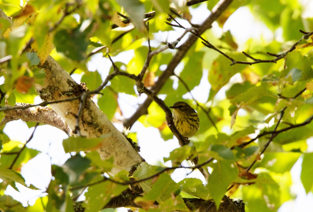 Cape May Warbler - ML270262561