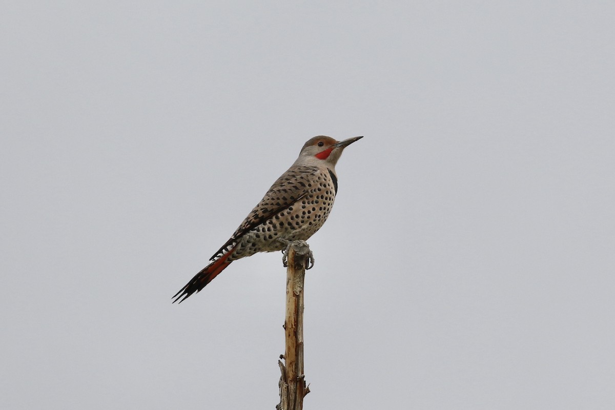 Northern Flicker (Red-shafted) - Russ Morgan