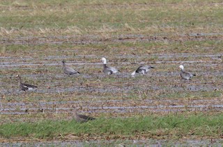 Snow Goose, ML270266331