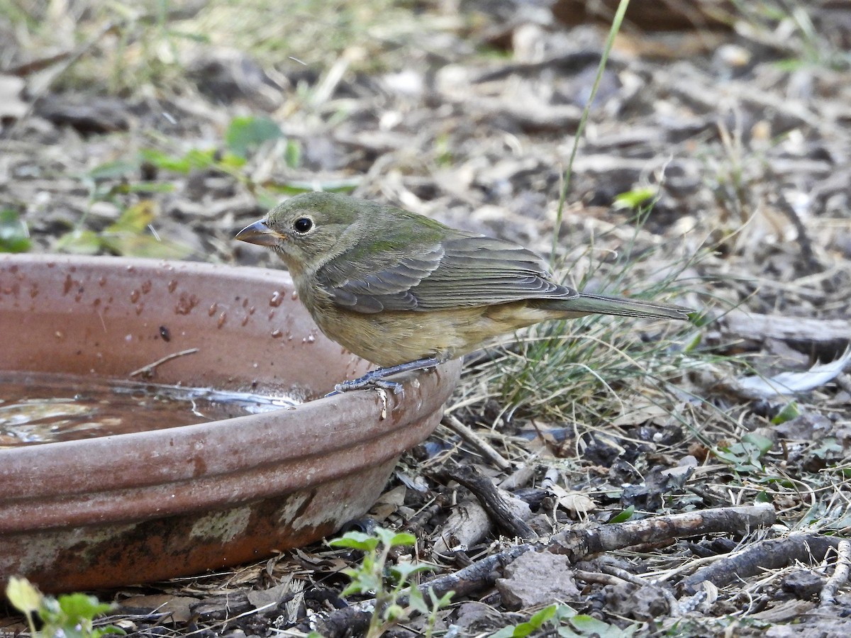 Painted Bunting - ML270269241
