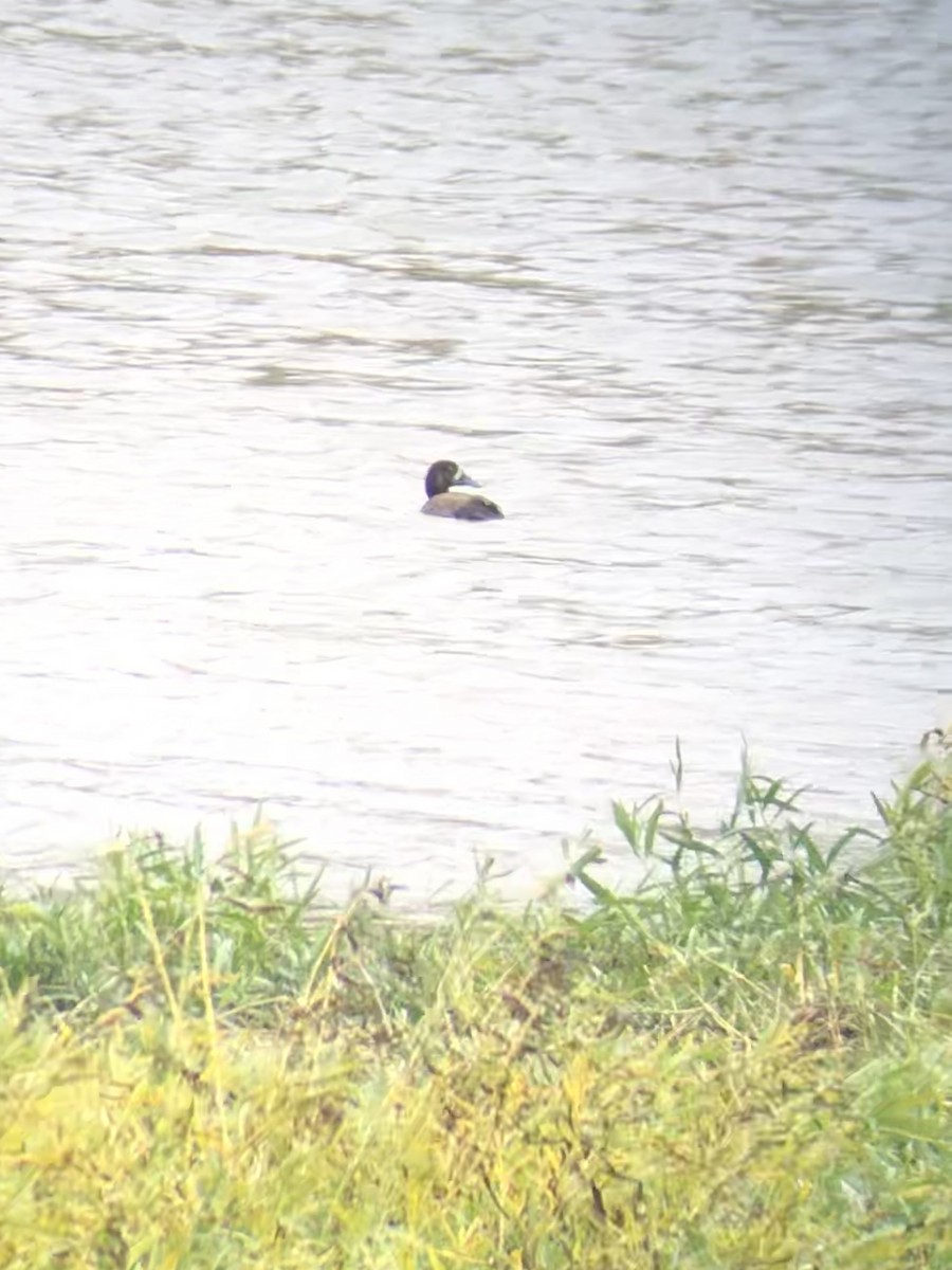 Greater Scaup - ML270272901