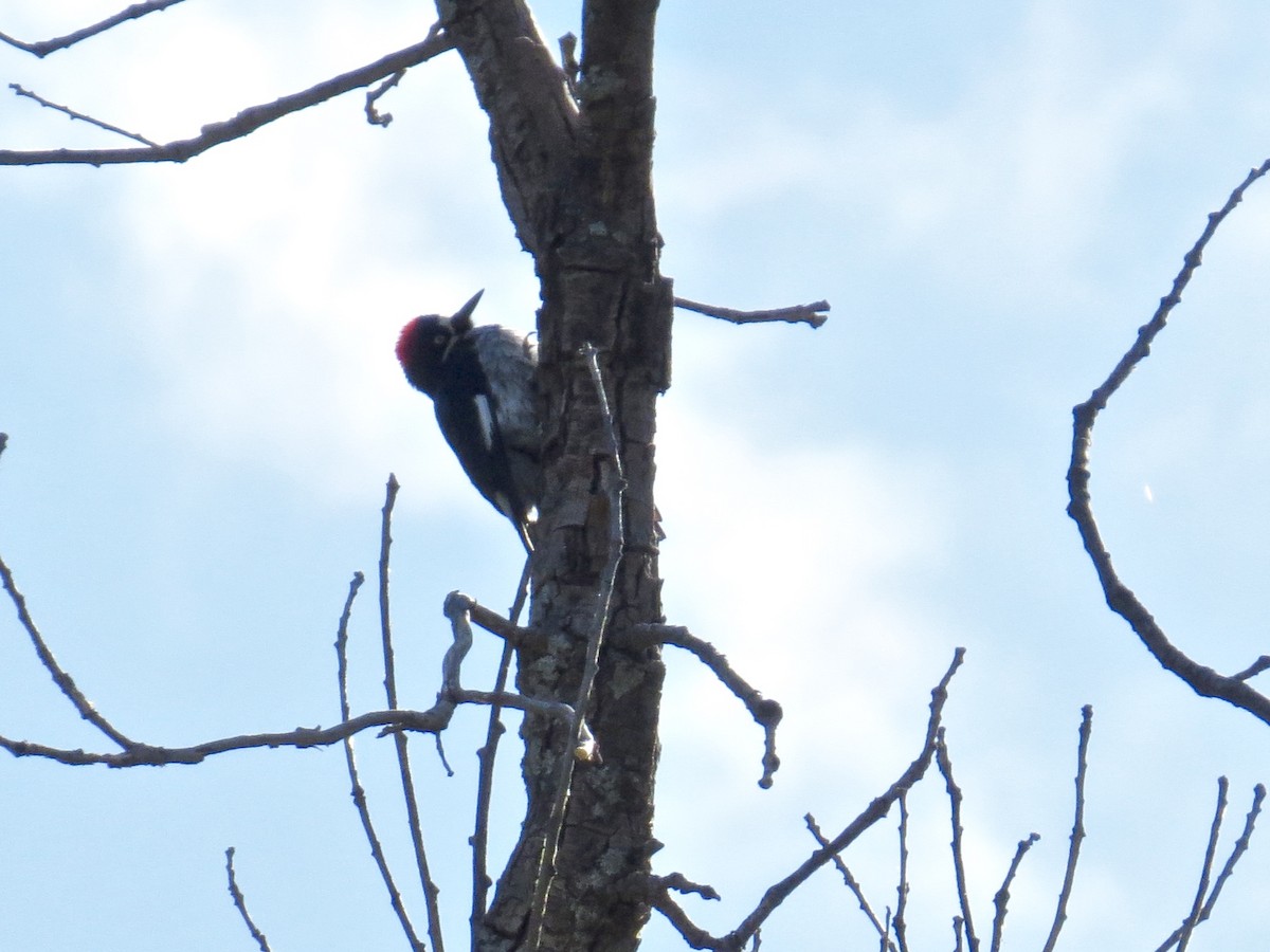 Acorn Woodpecker - ML27028091