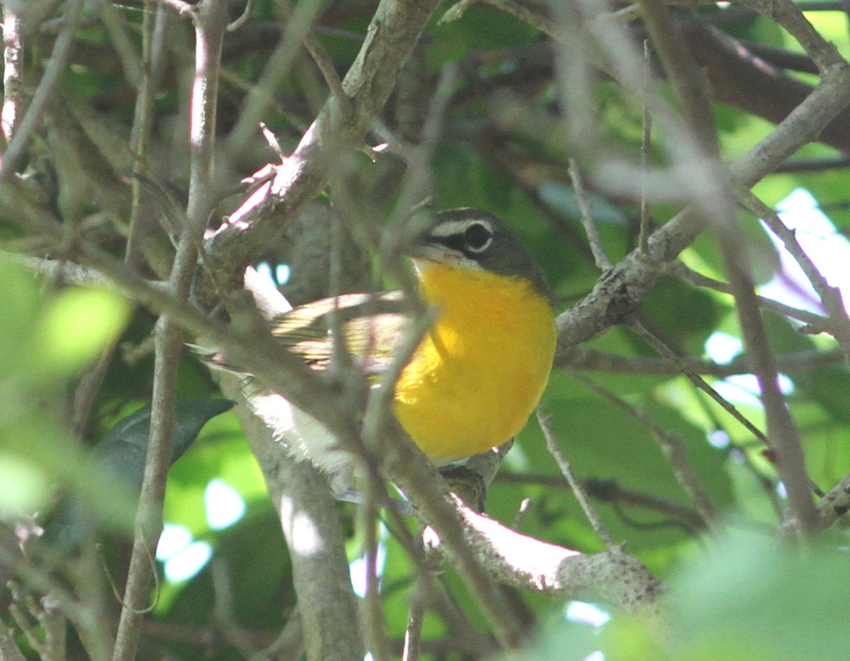 Yellow-breasted Chat - mitchell HARRIS