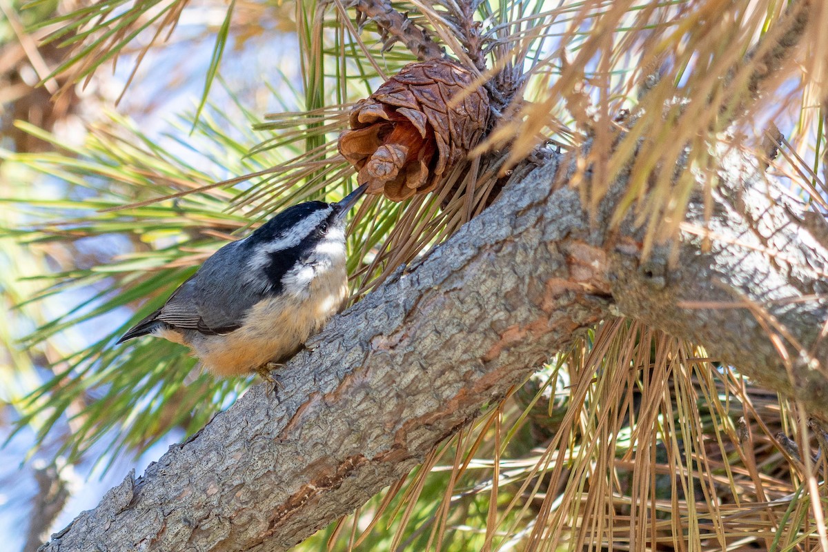 Red-breasted Nuthatch - Lisa Nasta