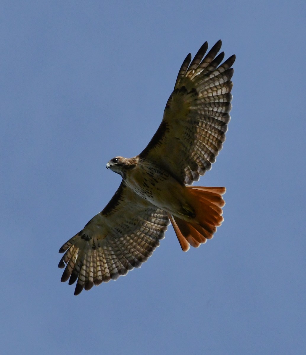 Red-tailed Hawk - ML270285641