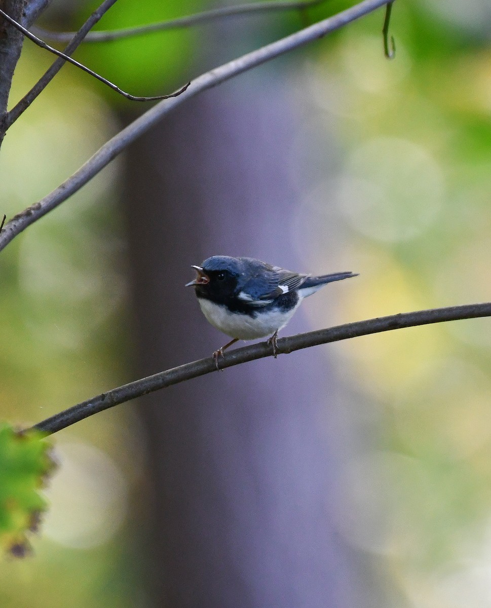 Black-throated Blue Warbler - ML270286191
