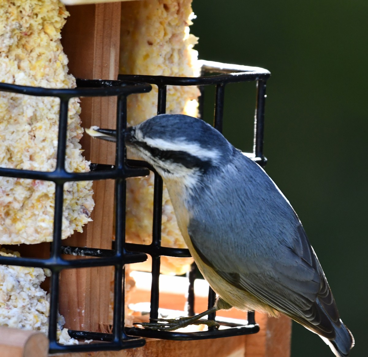 Red-breasted Nuthatch - ML270286481