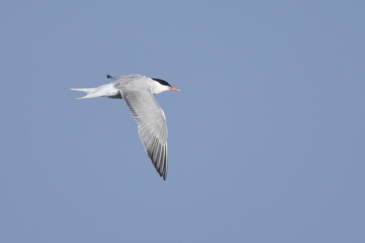 Common Tern - ML270290561
