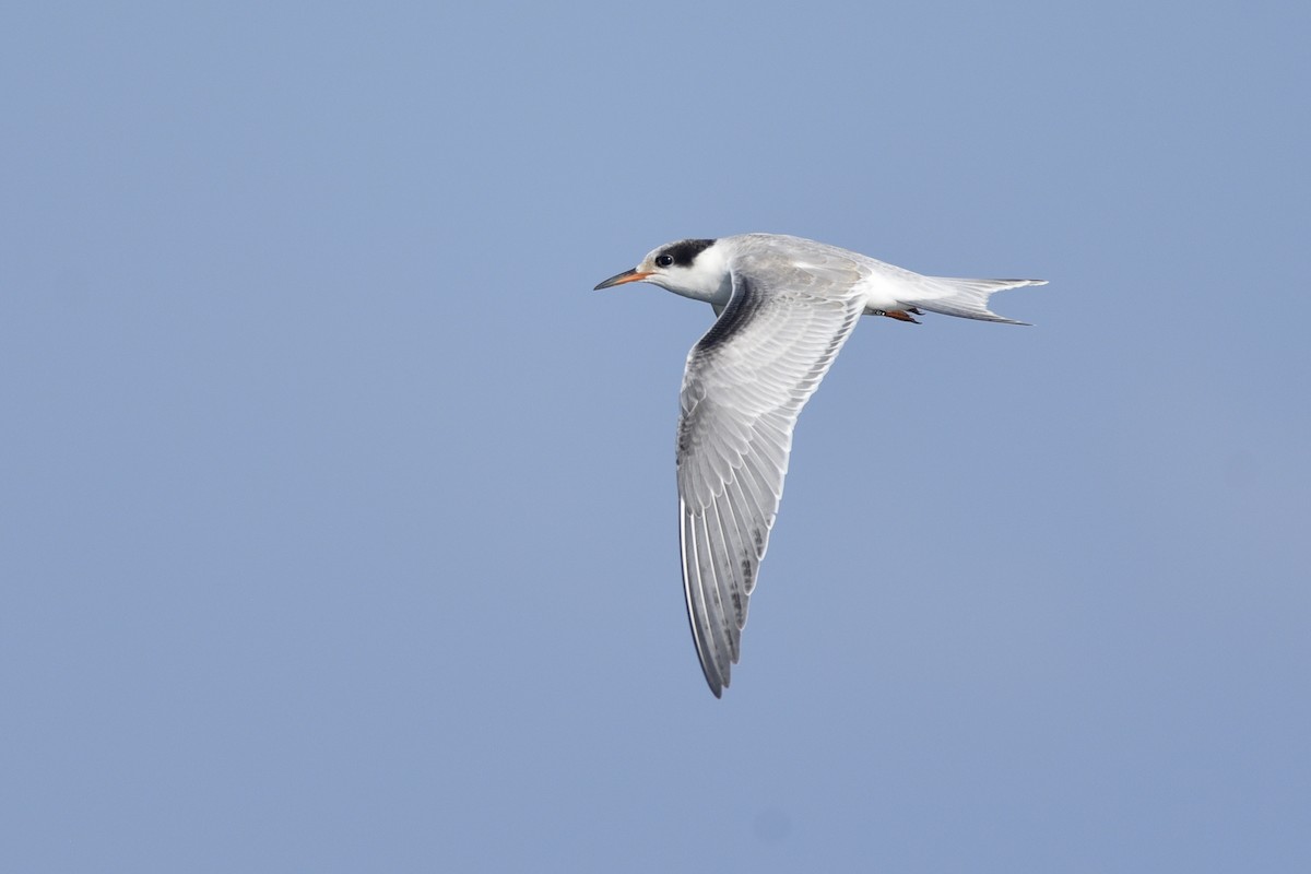 Common Tern - ML270290601