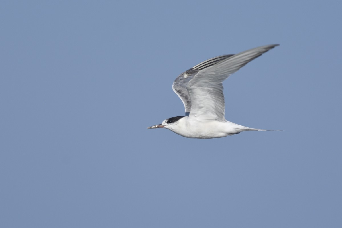 Common Tern - ML270290741