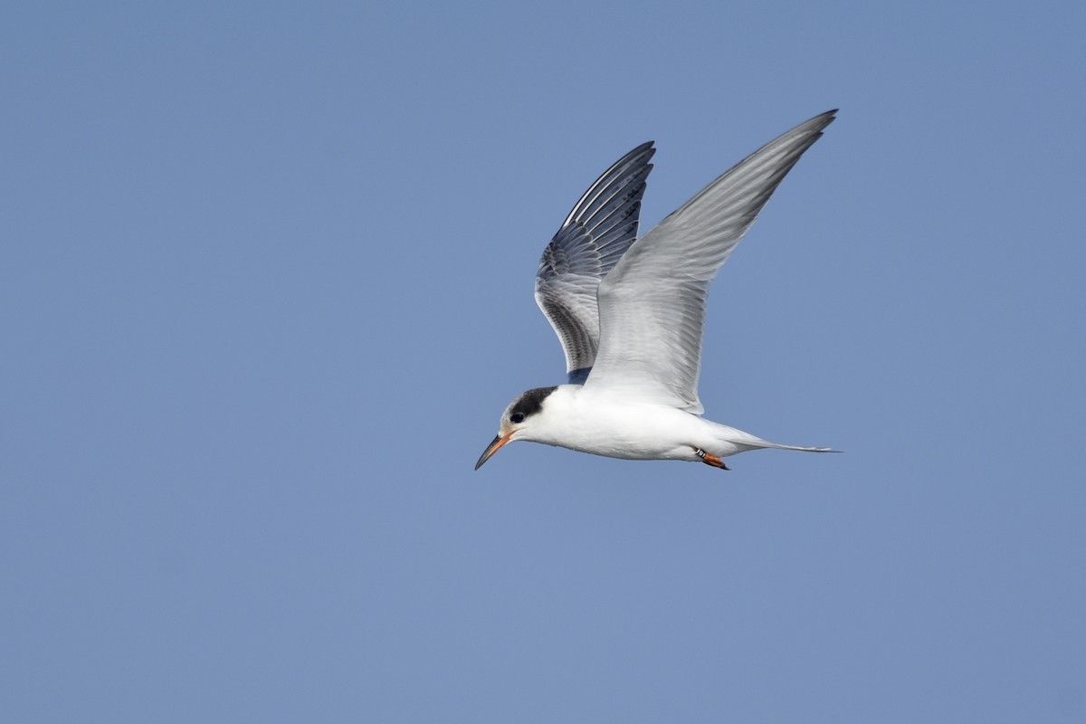 Common Tern - ML270290751