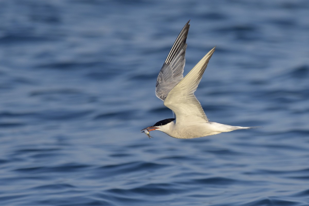 Common Tern - ML270290761