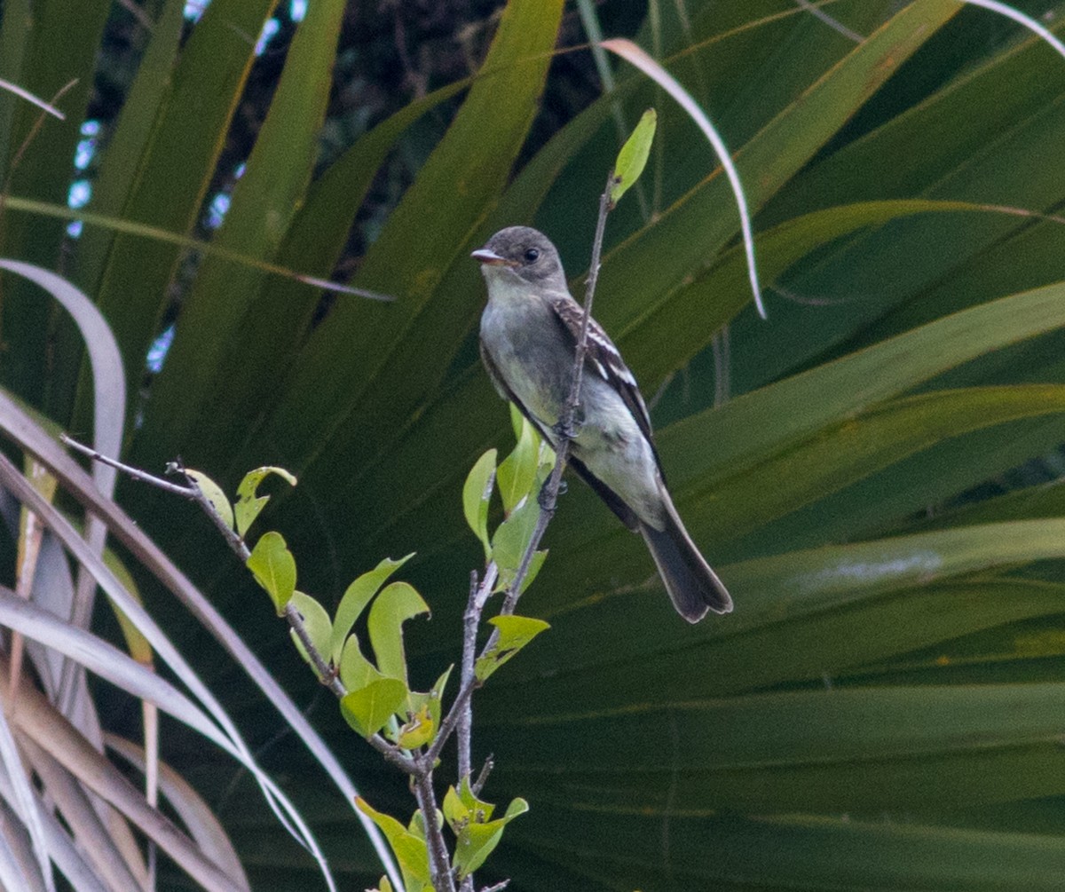 Eastern Wood-Pewee - Mark and Holly Salvato