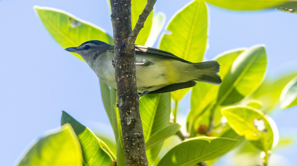Red-eyed Vireo - Mark and Holly Salvato