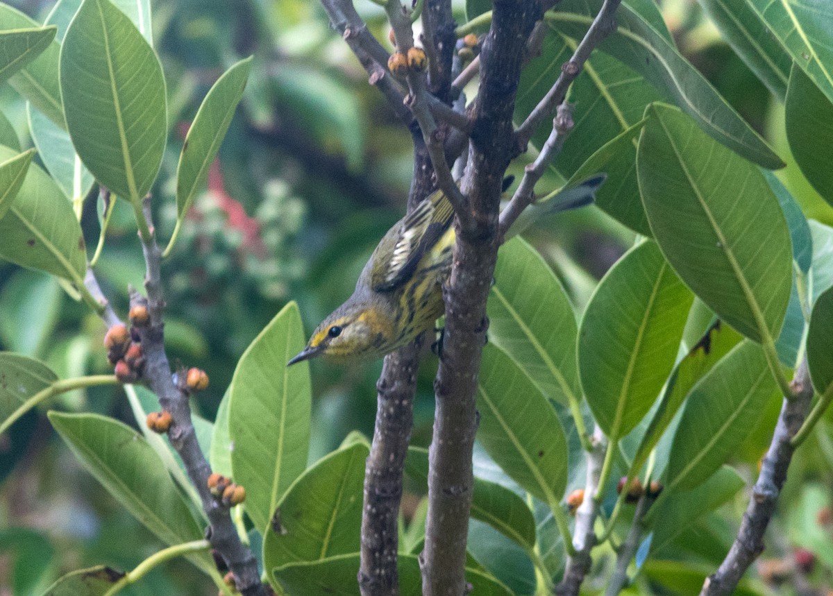 Cape May Warbler - ML270294371