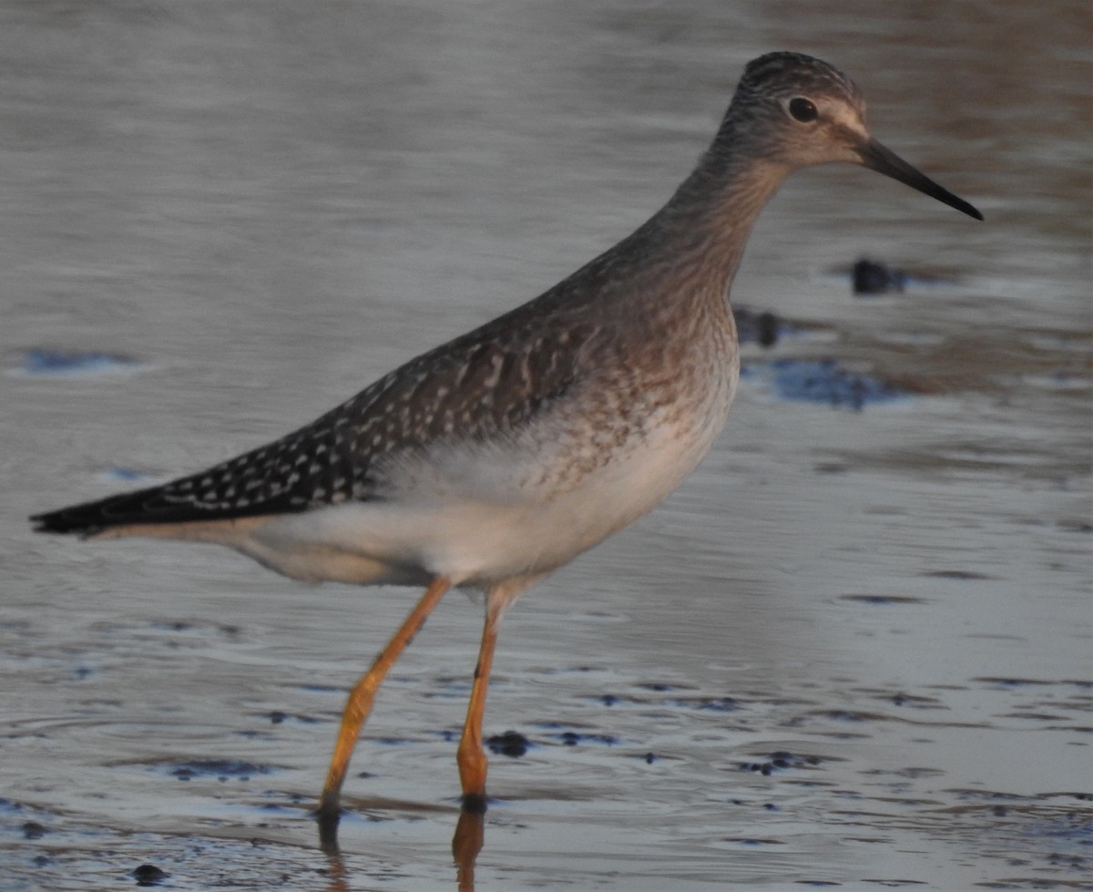 eBird Checklist 11 Oct 2020 Eagle Bluffs CA 31 species (+1 other taxa)