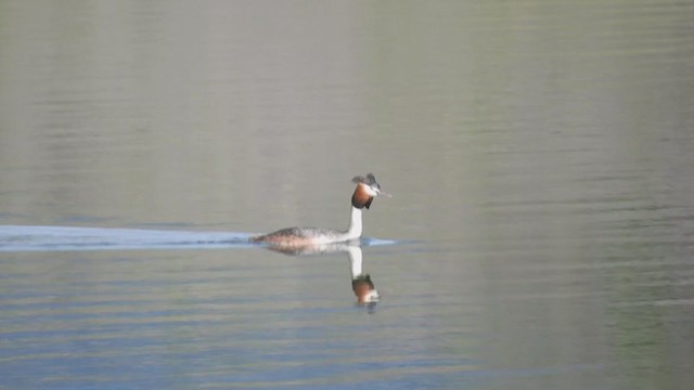 Great Crested Grebe - ML270298761