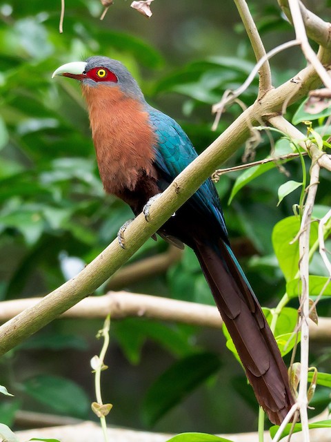 Systematics - Chestnut-breasted Malkoha - Phaenicophaeus curvirostris - Birds of the World