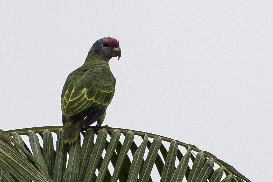 Red-tailed Parrot - Luiz Carlos Ramassotti
