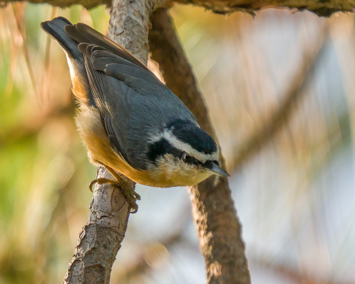 Red-breasted Nuthatch - Jhoneil Centeno