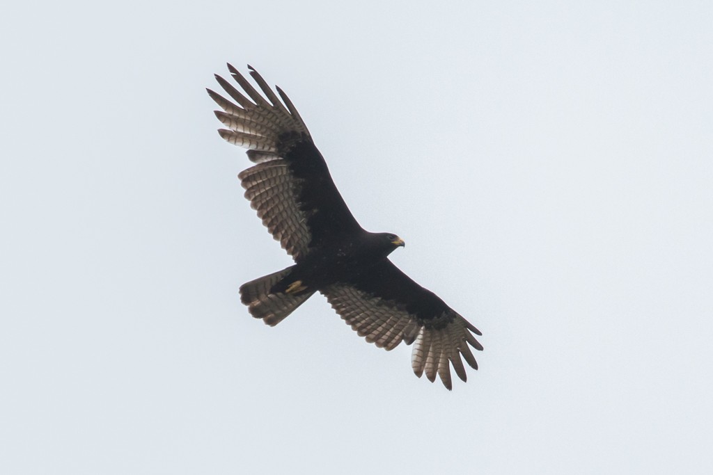 Zone-tailed Hawk - Patrick Van Thull